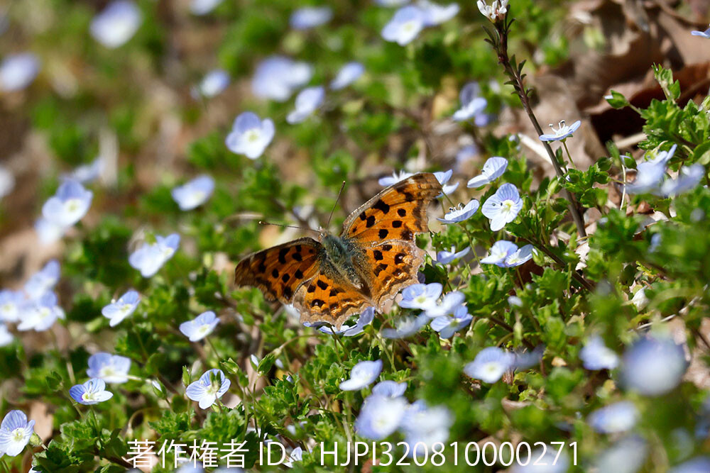 R5Mk2のプリ連写は