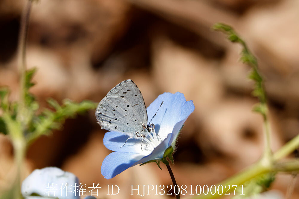 庭にルリシジミが現れた