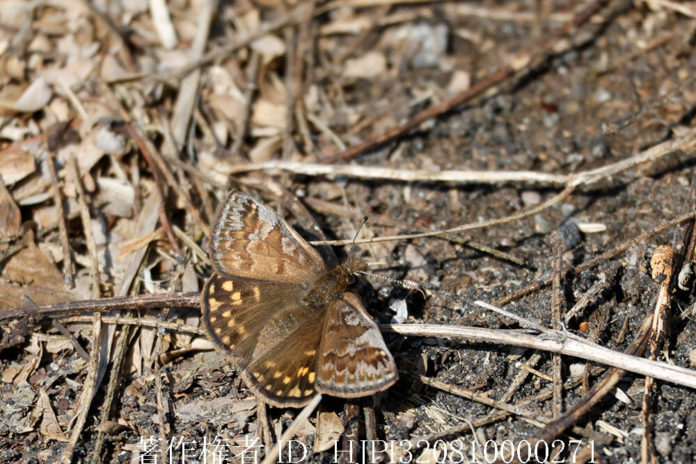 庭のミヤマセセリ