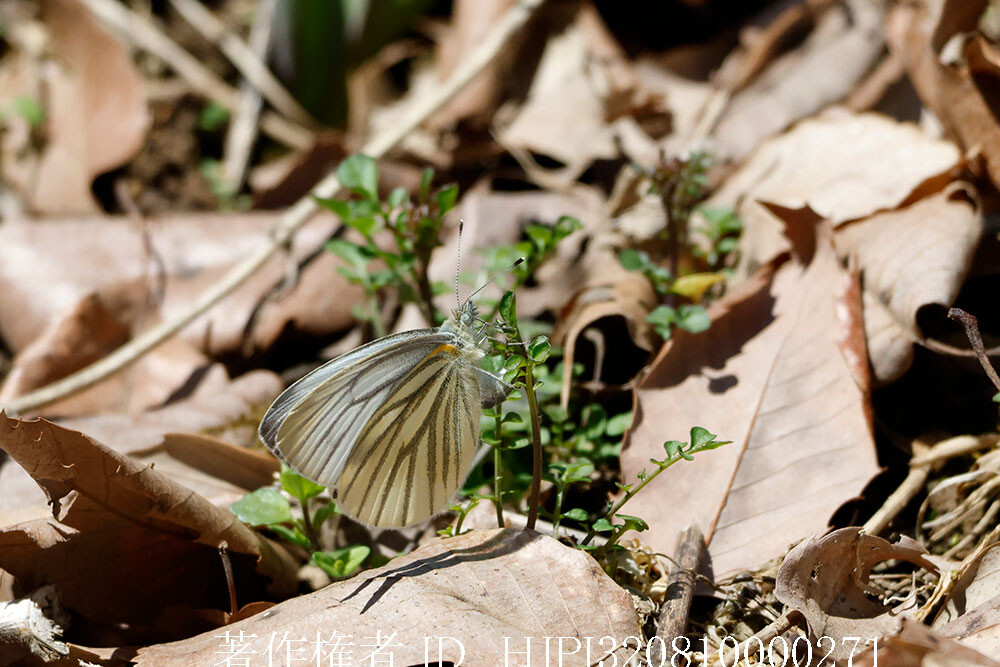 スジグロシロチョウの産卵
