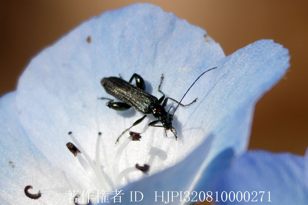 モモブトカミキリモドキ