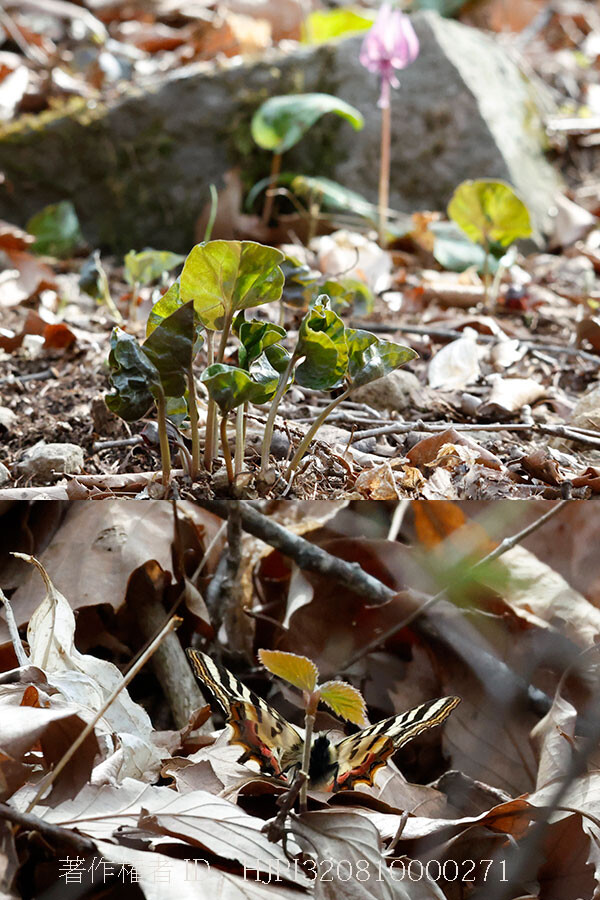 庭にヒメギフチョウが現れた