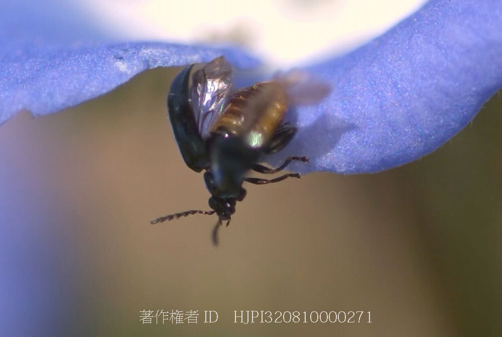 ルリマルノミハムシの飛翔