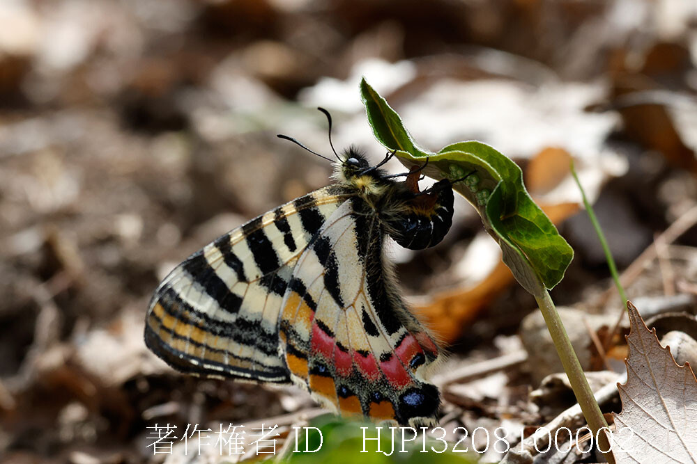 庭のヒメギフチョウの産卵