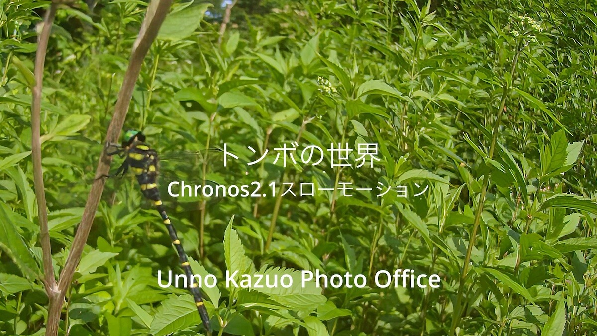 トンボの世界