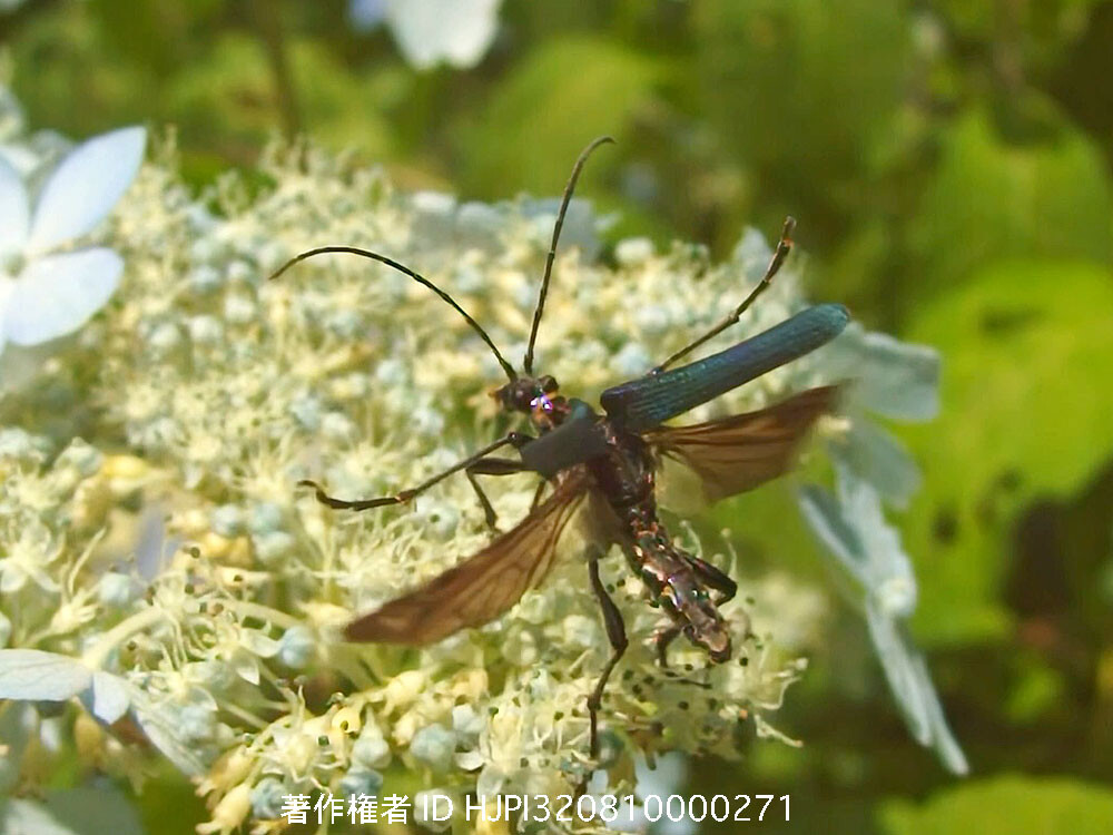 ハナカミキリの世界
