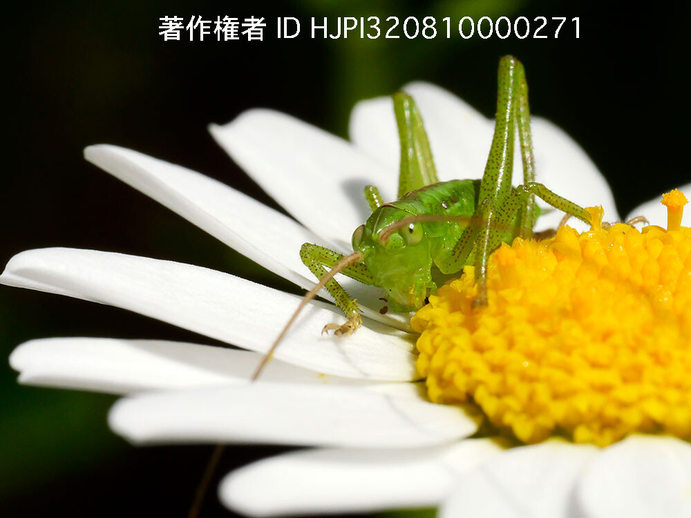 ヤブキリの幼虫　小諸日記終了のお知らせとお願い