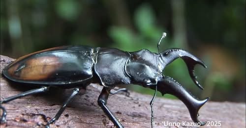様々なカブトクワガタの闘い方