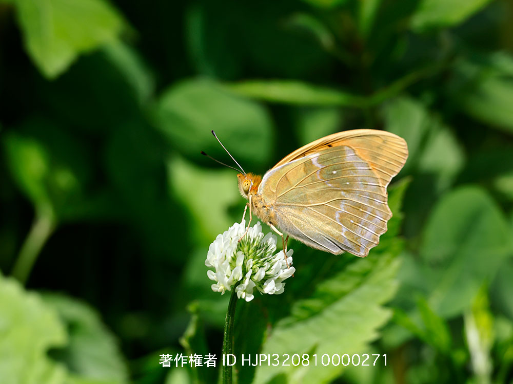 クモガタヒョウモン