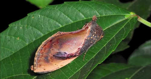 擬態をまとめたMOVを公開