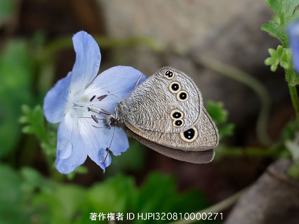 ヒメウラナミジャノメ