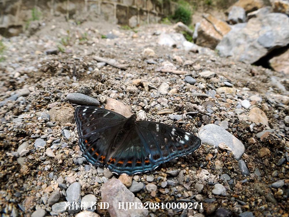 今日から雲南省。写真は去年のオオイチモンジ