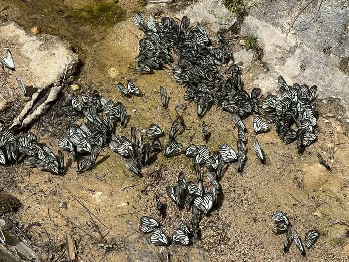 ミヤマシロチョウが沢山(雲南省での撮影期間)