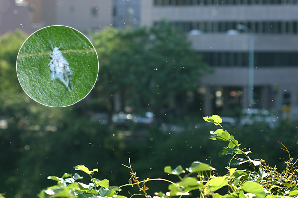 ワタムシの一種(雲南省での撮影期間・過去日記より)