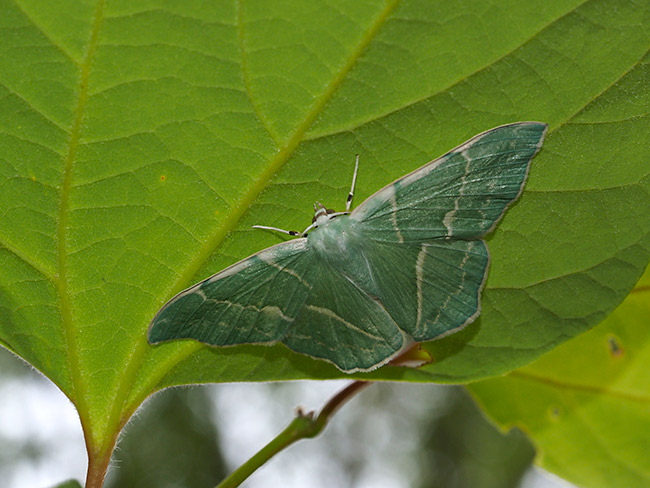 コシロオビアオシャク(雲南省での撮影期間・過去日記より)