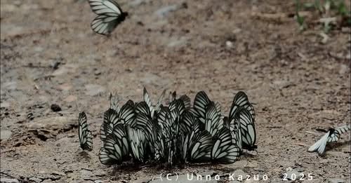 雲南省で出会った夥しい数のタカサゴミヤマシロチョウ(雲南省での撮影期間・YouTube)