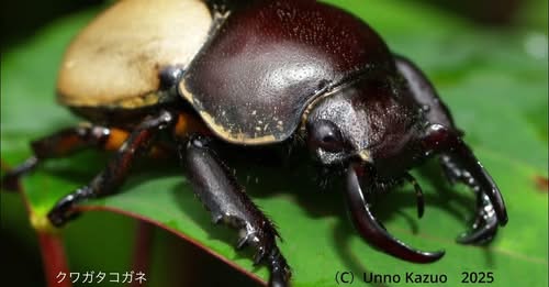 甲虫顔面博覧会のスライドショー(雲南省での撮影期間・YouTube)