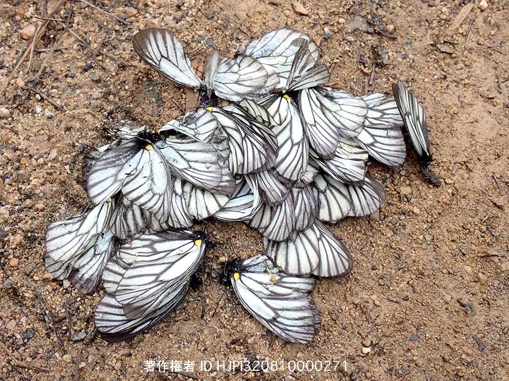 車に轢かれたミヤマシロチョウ(雲南省での撮影期間)