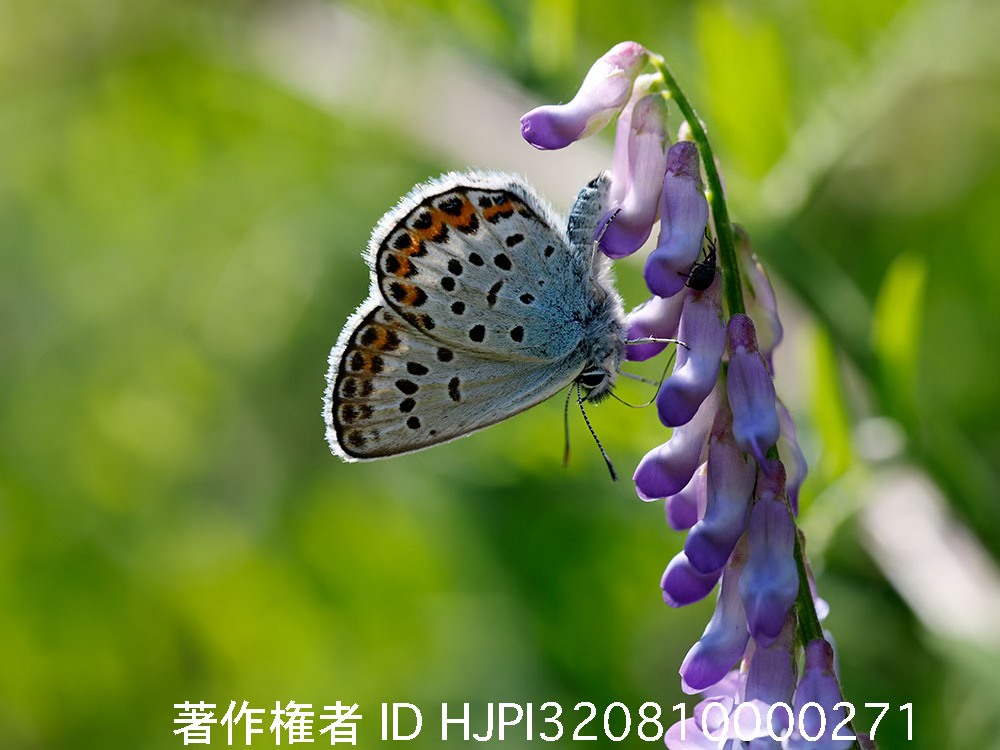 小諸に戻るとヒメシジミが出迎えてくれた