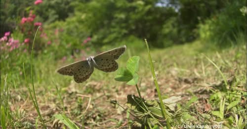 ヒメシジミが指にとまった(YouTube)