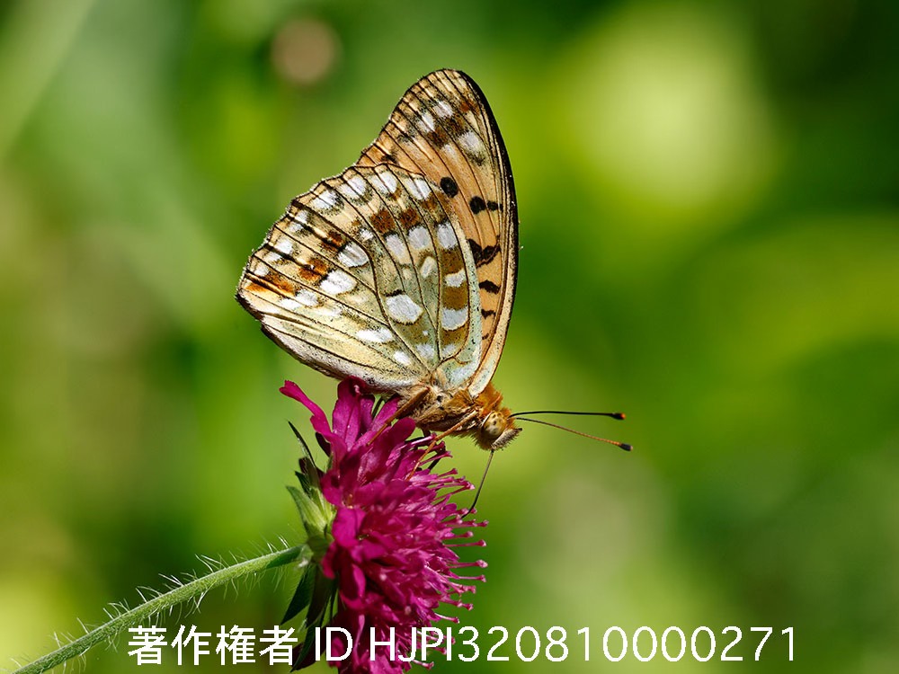 ウラギンヒョウモン