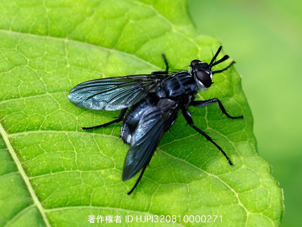 クロヒゲナガハナバエ