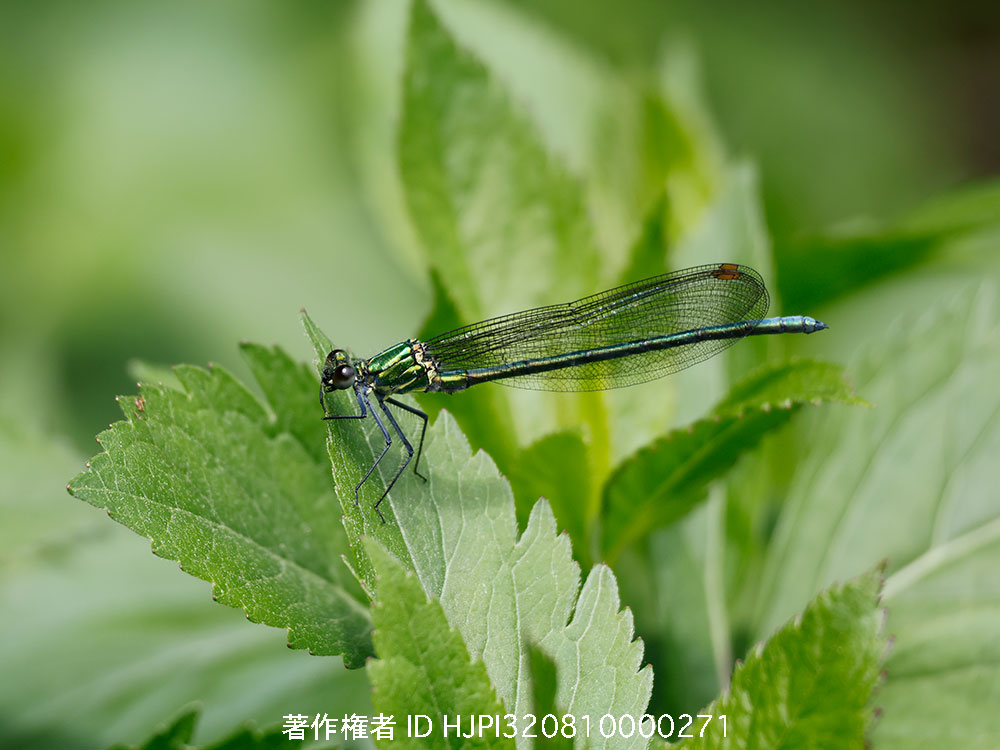 庭のカワトンボ