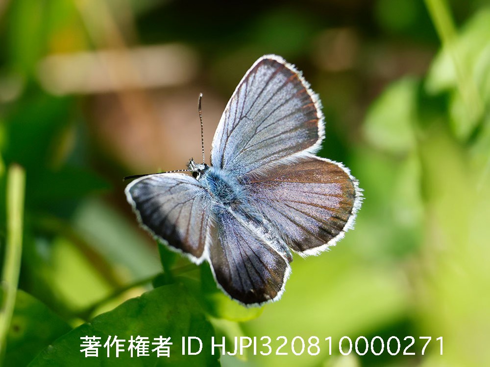 庭のヒメシジミ 開翅