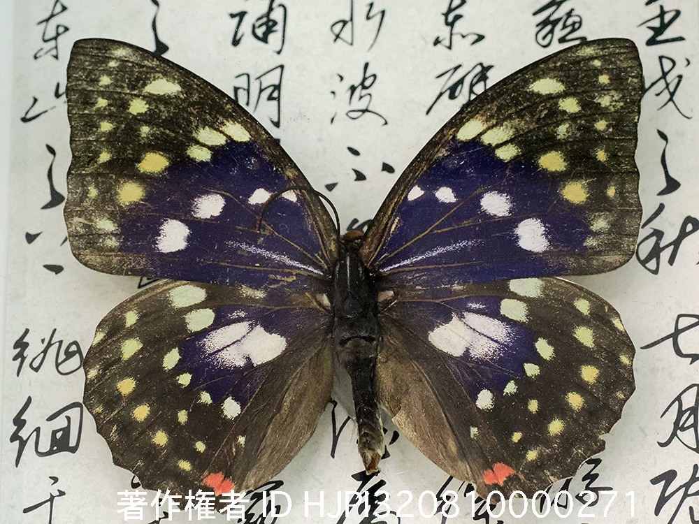 中国のオオムラサキ？