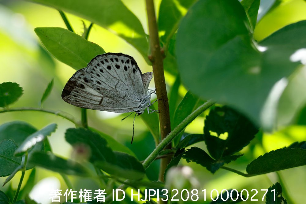 ウラゴマダラシジミの産卵行動