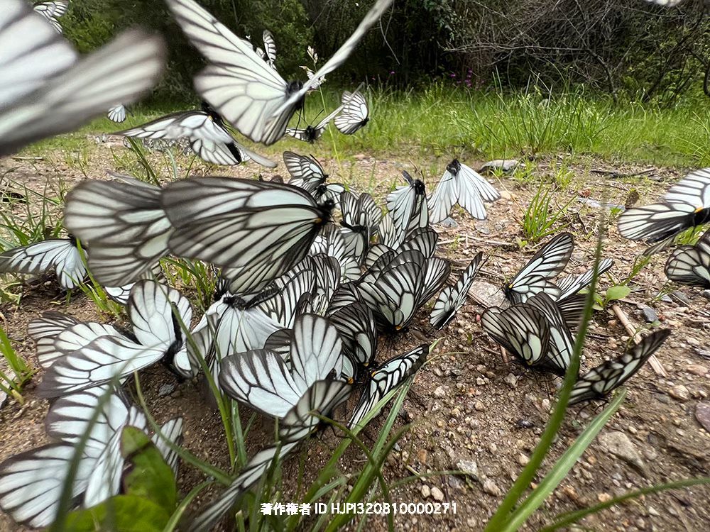 iphoneで撮影したミヤマシロチョウ　雲南省