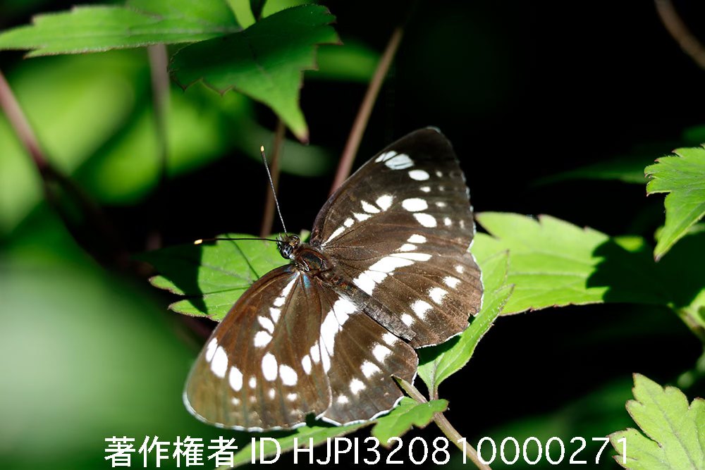 庭のホシミスジ