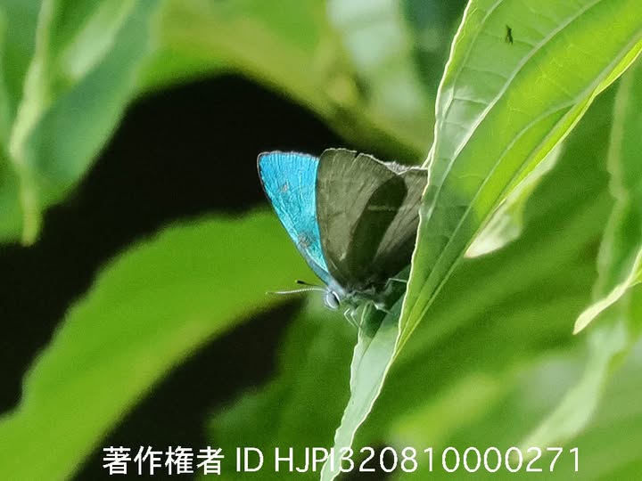 エゾミドリシジミ