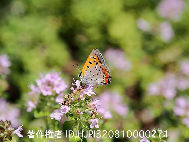 イブキジャコウソウとベニシジミ