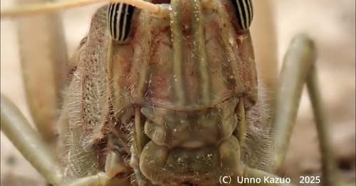 バッタ顔面博覧会(YouTube)