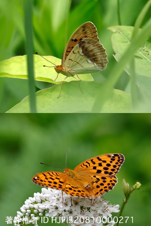 ウラギンスジヒョウモン