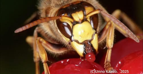 アリハチ顔面博覧会(YouTube)