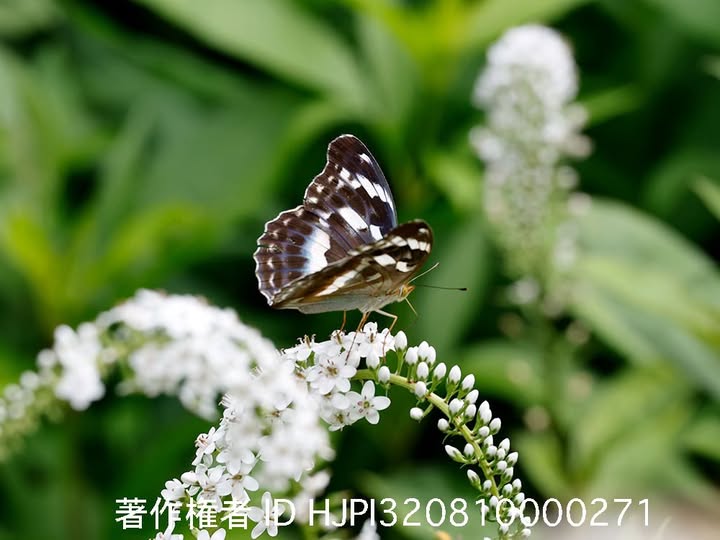 メスグロヒョウモンのメス