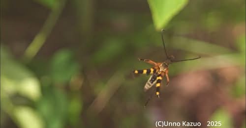 ヨツスジハナカミキリの飛翔66倍スーパースローモーション(YouTube)