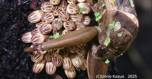 カメムシ顔面博覧会(YouTube)