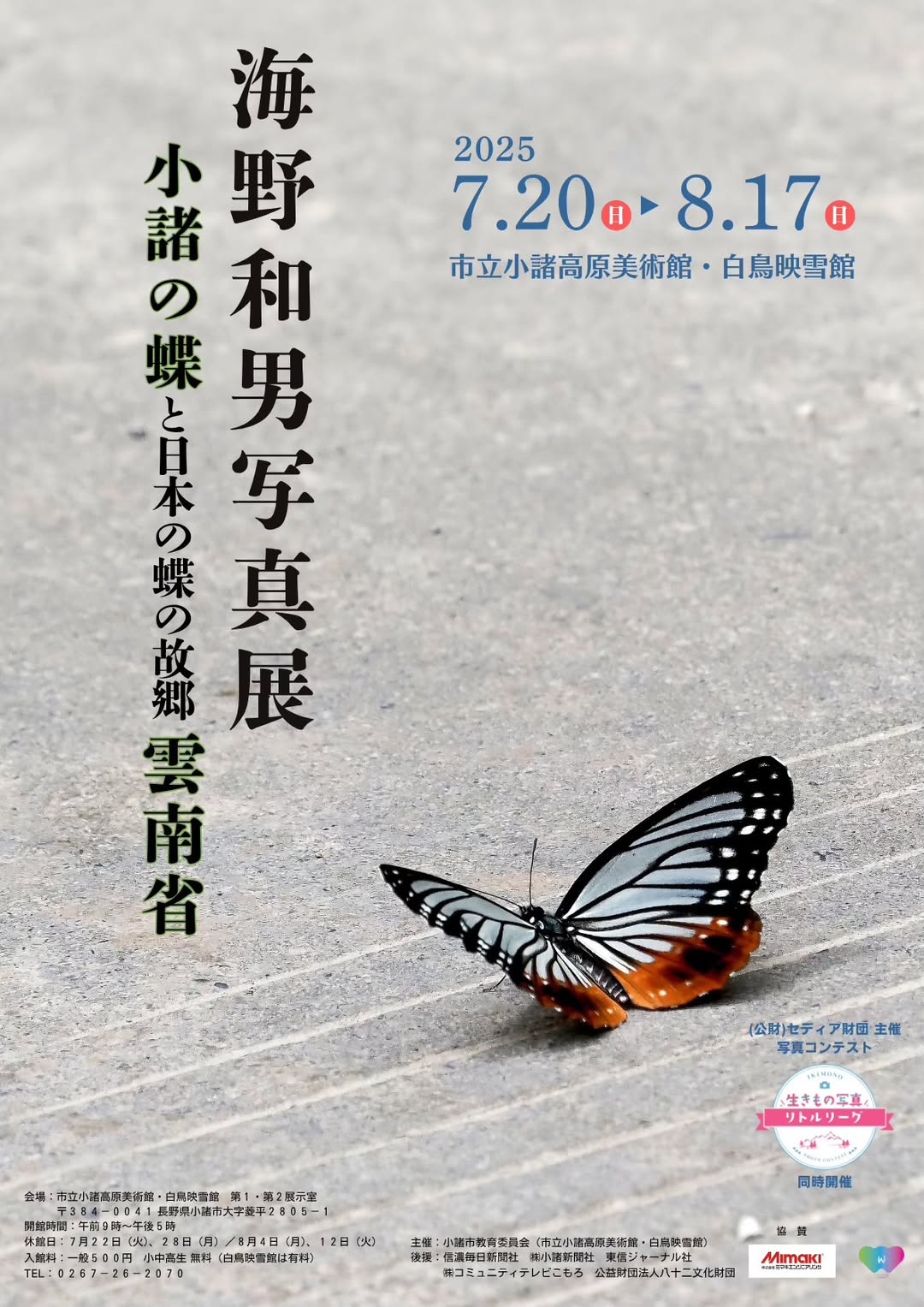 アサギマダラに似ていますが、全く異なるミスジチョウの仲間