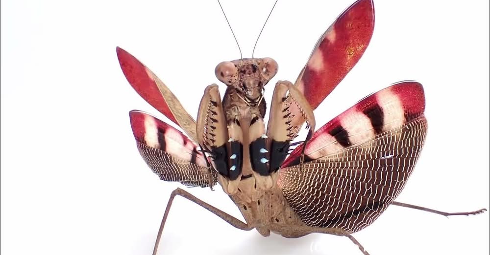 カマキリ顔面博覧会(YouTube)