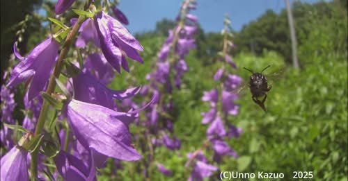 スミゾメハキリバチ 33倍スローモーション(YouTube)