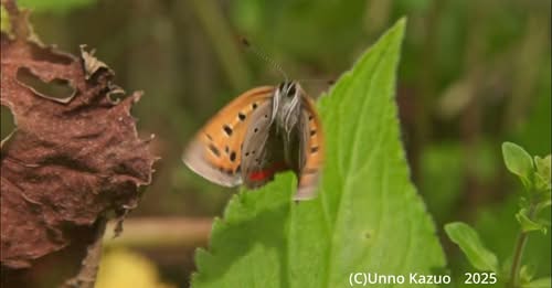 イブキジャコウソウから飛び立つベニシジミ(YouTube)