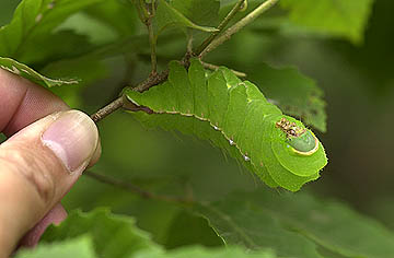 ヤママユの幼虫(写真展準備期間・過去日記より)