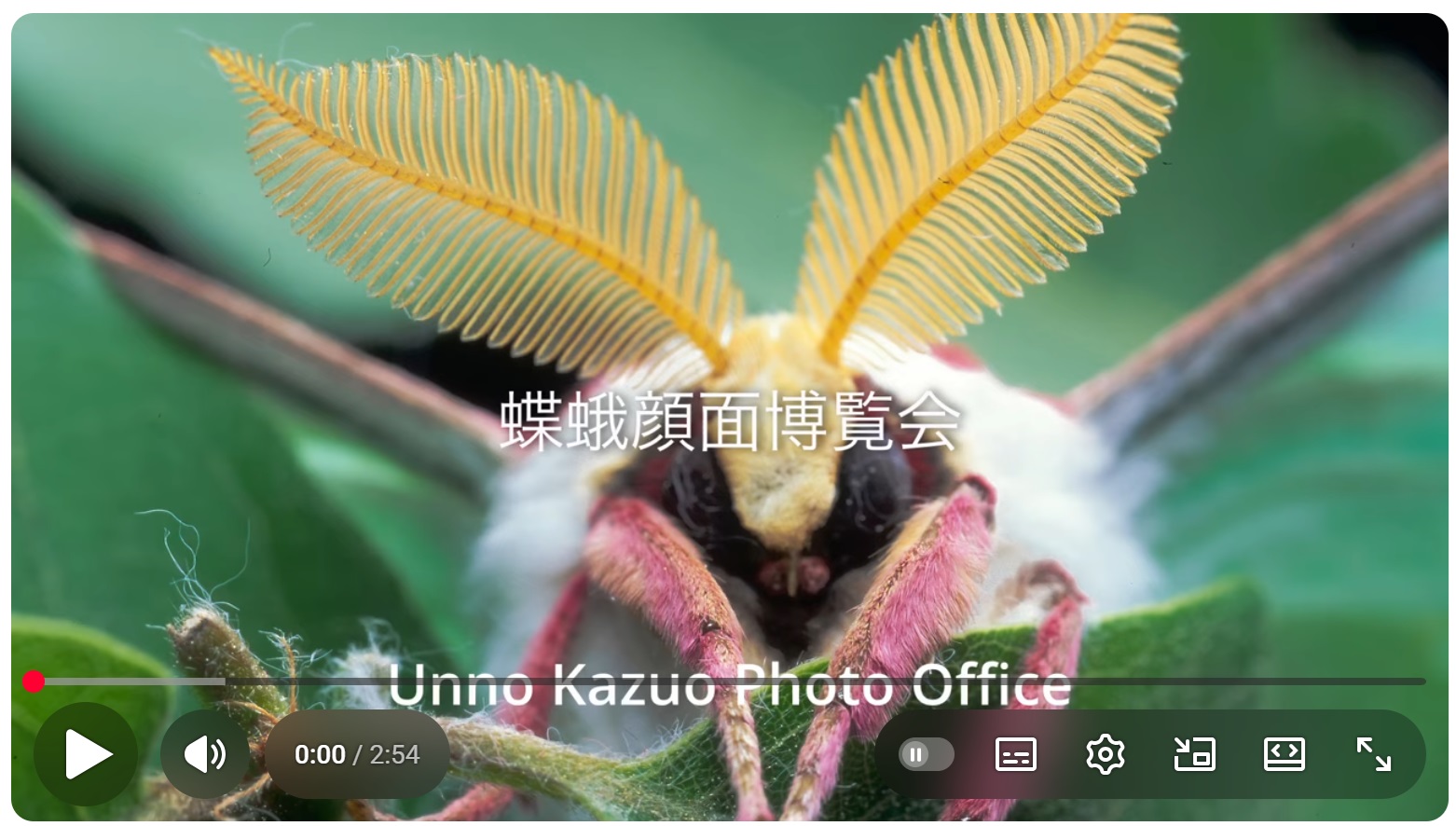 蝶蛾顔面博覧会(YouTube)