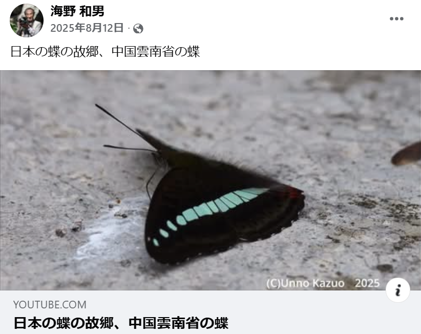 日本の蝶の故郷、中国雲南省の蝶