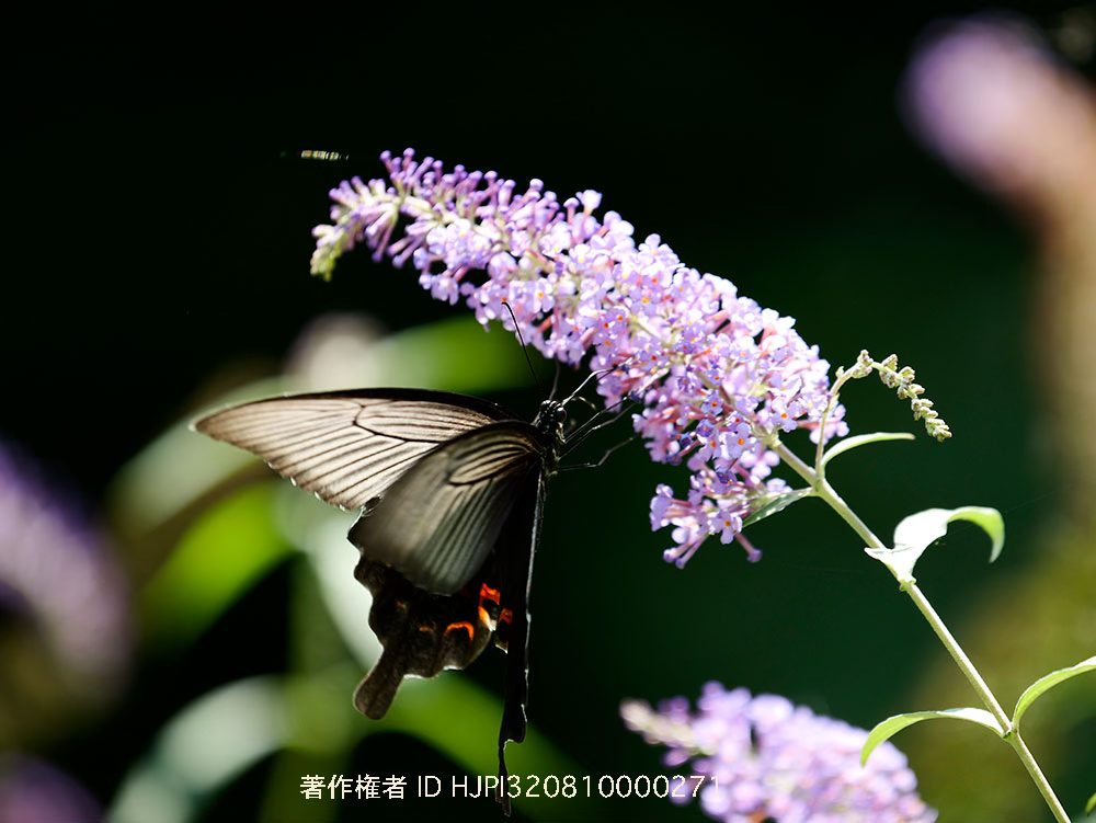 庭にクロアゲハがいた