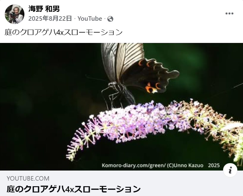 庭のクロアゲハ4xスローモーション