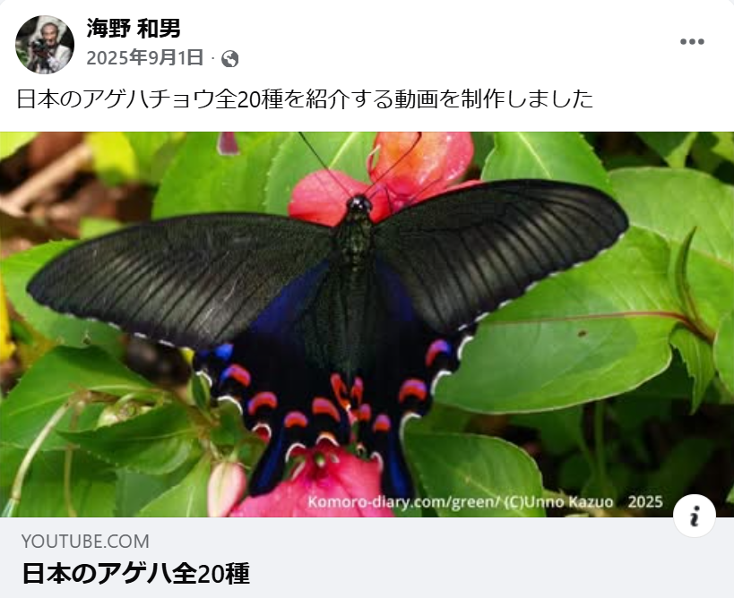 日本のアゲハチョウ全20種を紹介する動画を制作しました